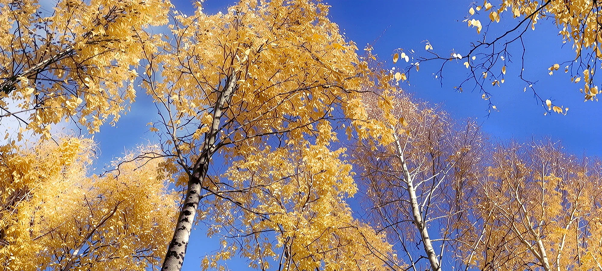 About Baltic Birch Wood